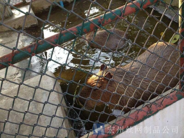 養(yǎng)殖隔離網(wǎng)--03